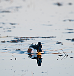 BB 09 0105 / Anas clypeata / Skjeand